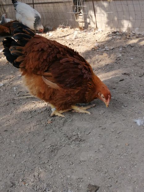  - 2021 New Hampshire