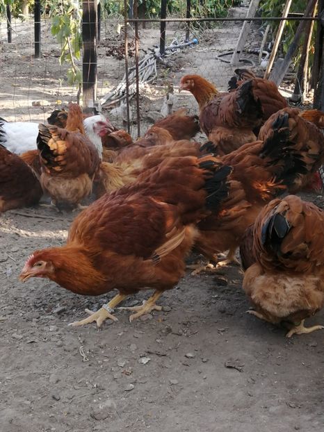  - 2021 New Hampshire