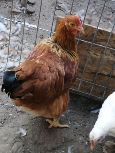  - 2021 New Hampshire