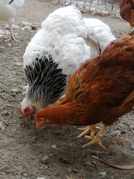  - 2021 New Hampshire