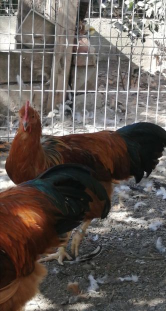 New Hampshire - 2021 New Hampshire