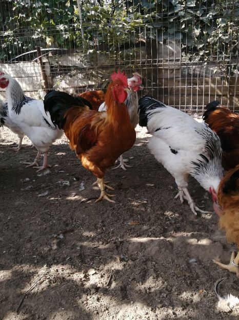  - 2021 New Hampshire