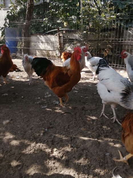  - 2021 New Hampshire