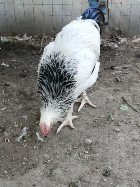 Sussex - 2021 Sussex