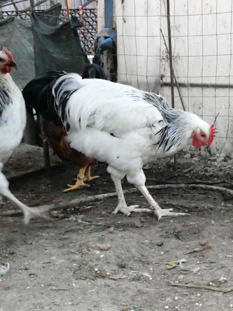 Sussex - 2021 Sussex