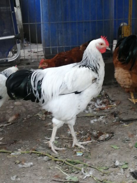 Sussex - 2021 Sussex