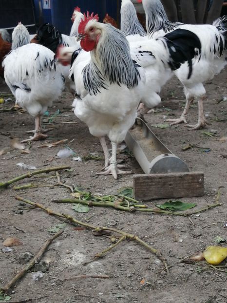 Sussex - 2021 Sussex