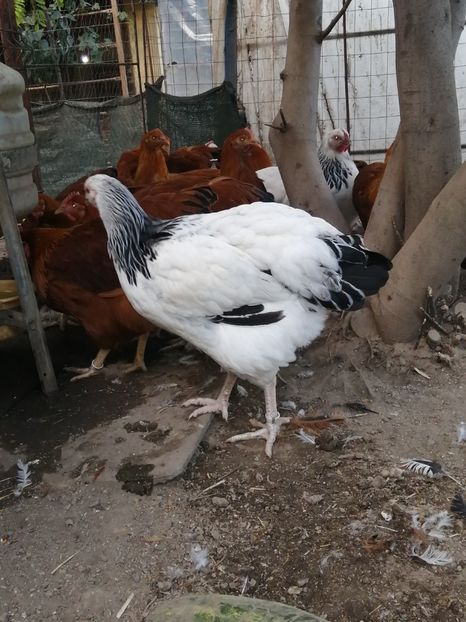 Sussex - 2021 Sussex