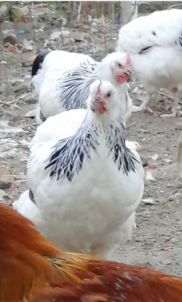 Sussex - 2021 Sussex