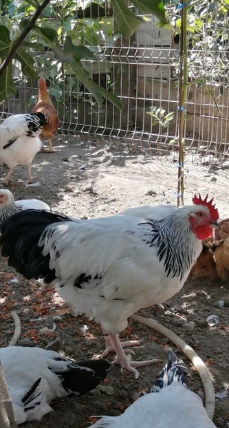 Sussex - 2021 Sussex