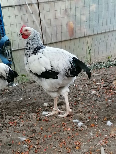 Sussex - 2021 Sussex