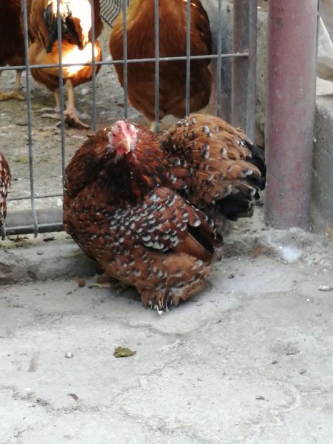 Cochin pitic portelan - 2021 Cochin portelan