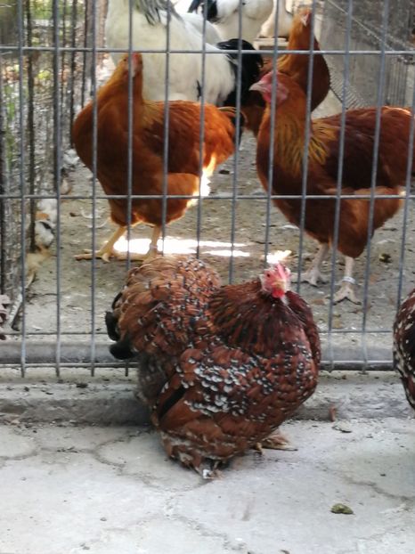 Cochin pitic portelan - 2021 Cochin portelan