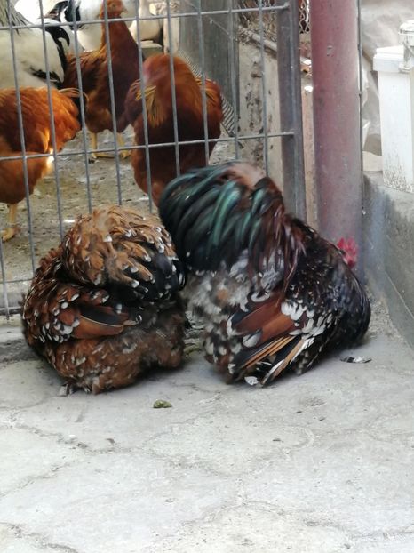 Cochin pitic portelan - 2021 Cochin portelan