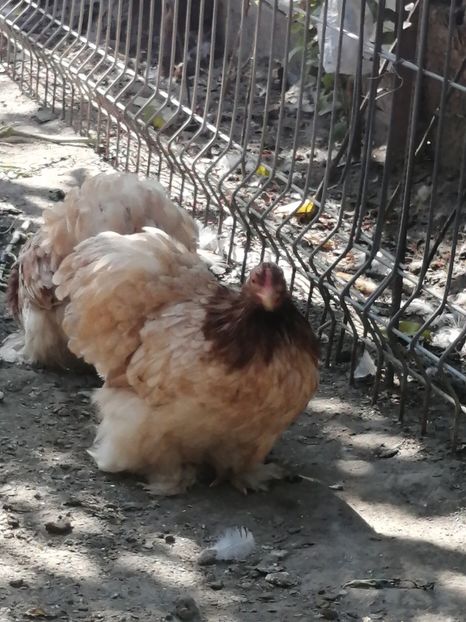 Cochin pitic grau auriu - 2021 Cochin Grau Auriu