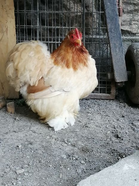 Cochin pitic grau auriu - 2021 Cochin Grau Auriu