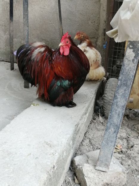 Cochin pitic grau auriu - 2021 Cochin Grau Auriu