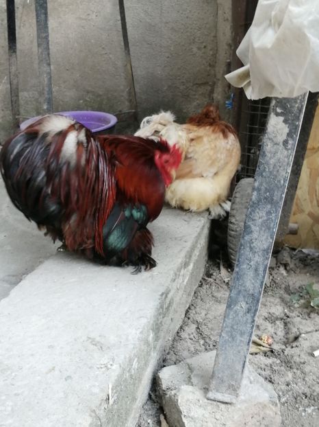 Cochin pitic grau auriu - 2021 Cochin Grau Auriu