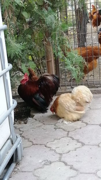 Cochin pitic grau auriu - 2021 Cochin Grau Auriu