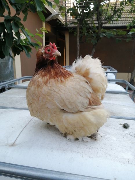 Cochin pitic grau auriu - 2021 Cochin Grau Auriu