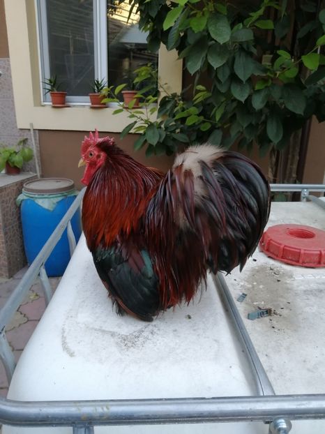 Cochin pitic grau auriu - 2021 Cochin Grau Auriu