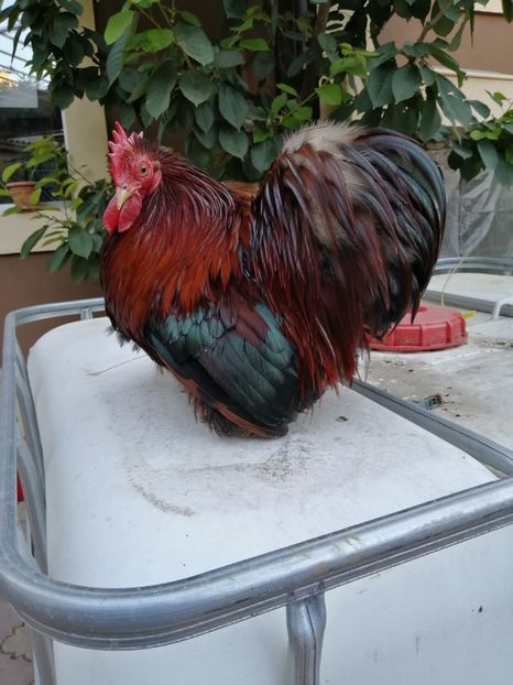 Cochin pitic grau auriu - 2021 Cochin Grau Auriu