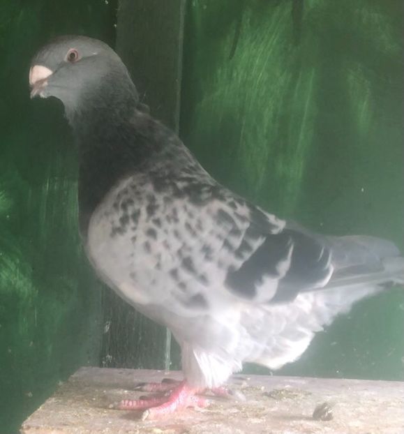 F-2019 - Femele pentru 2022