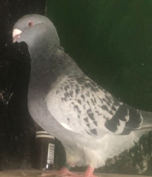 Vanduta - Femele pentru 2022