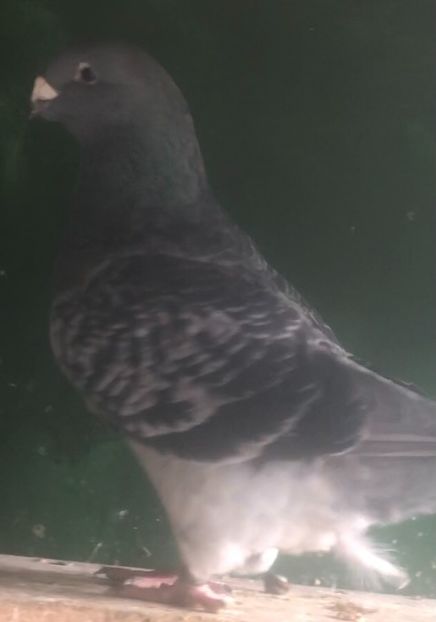 F-2018 - Femele pentru 2022