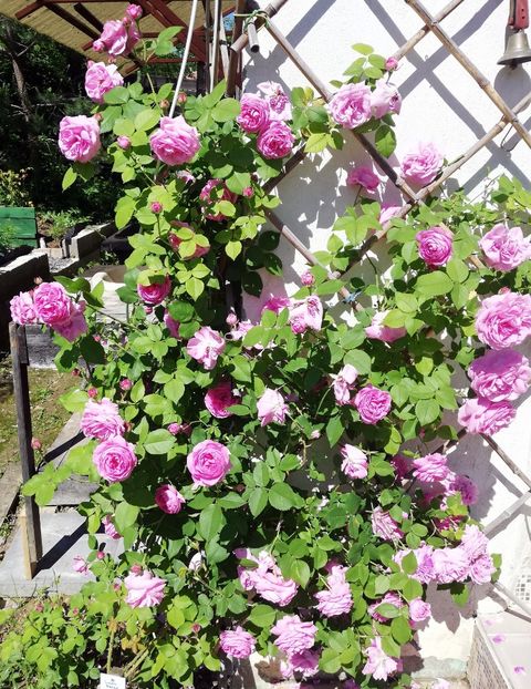 Louise Odier 3 - 06 iunie 2021