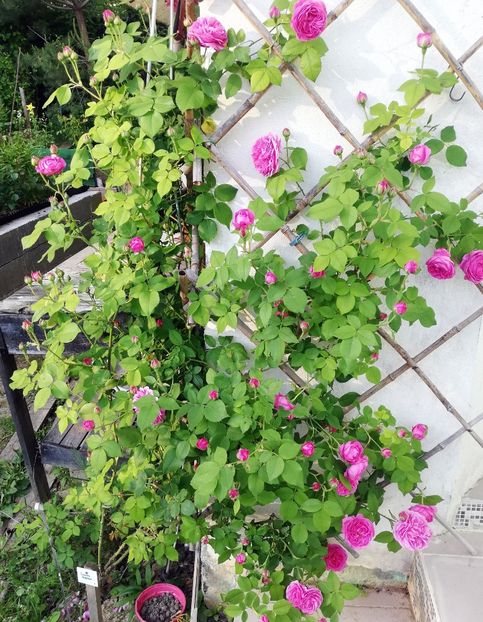 Louise Odier - 06 iunie 2021