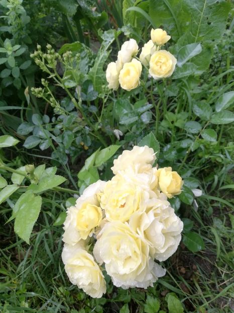 Golden Border2 - 07 iulie 2021