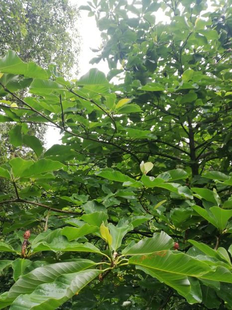  - 2021 Gradina botanica din Bayreuth