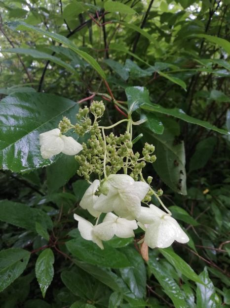  - 2021 Gradina botanica din Bayreuth