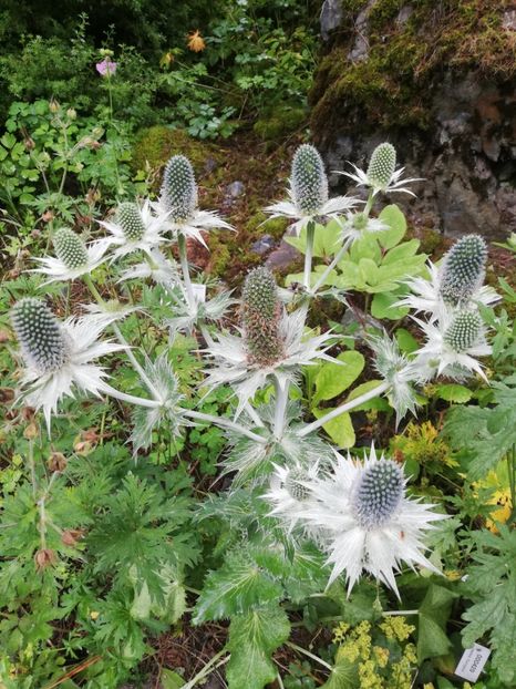  - 2021 Gradina botanica din Bayreuth