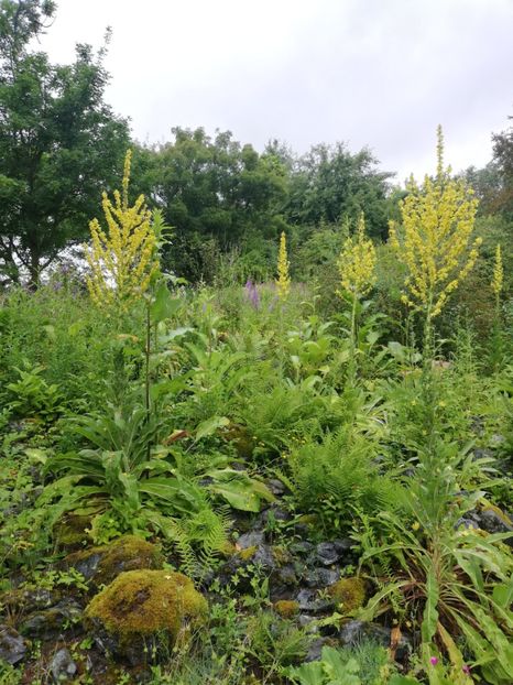  - 2021 Gradina botanica din Bayreuth