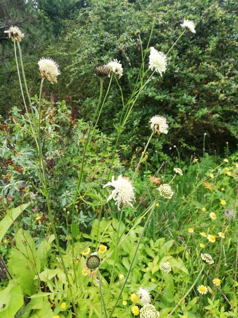  - 2021 Gradina botanica din Bayreuth