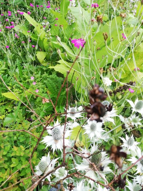  - 2021 Gradina botanica din Bayreuth