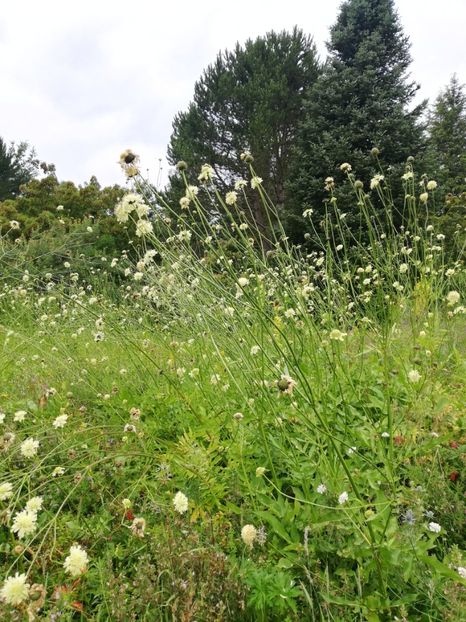  - 2021 Gradina botanica din Bayreuth