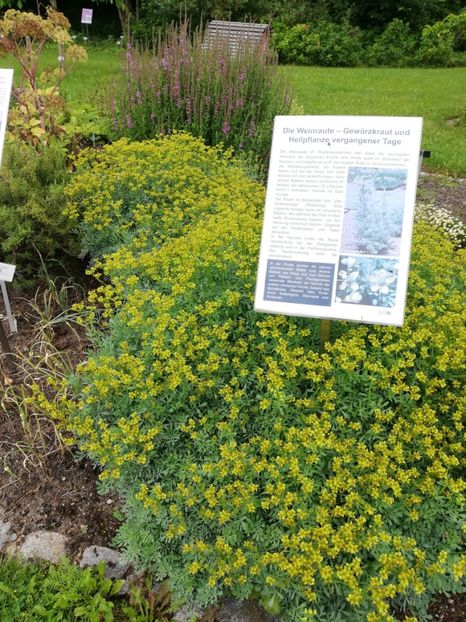  - 2021 Gradina botanica din Bayreuth