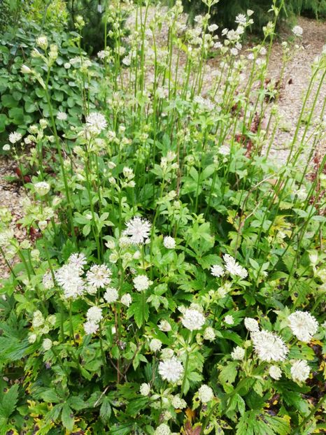  - 2021 Gradina botanica din Bayreuth