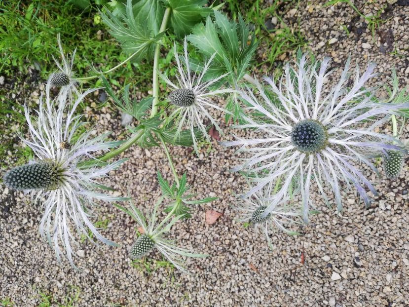  - 2021 Gradina botanica din Bayreuth