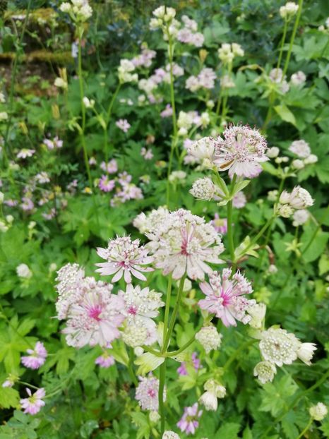  - 2021 Gradina botanica din Bayreuth