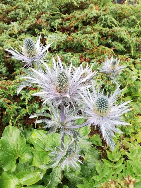  - 2021 Gradina botanica din Bayreuth