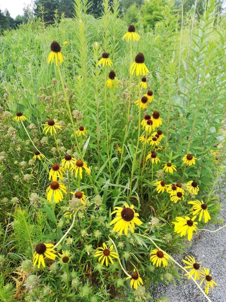  - 2021 Gradina botanica din Bayreuth