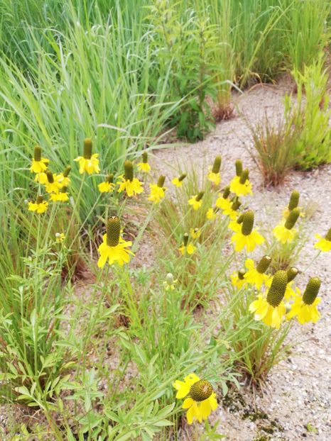  - 2021 Gradina botanica din Bayreuth