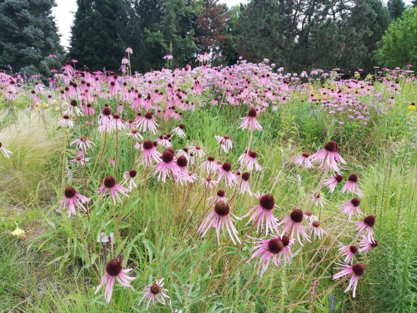  - 2021 Gradina botanica din Bayreuth