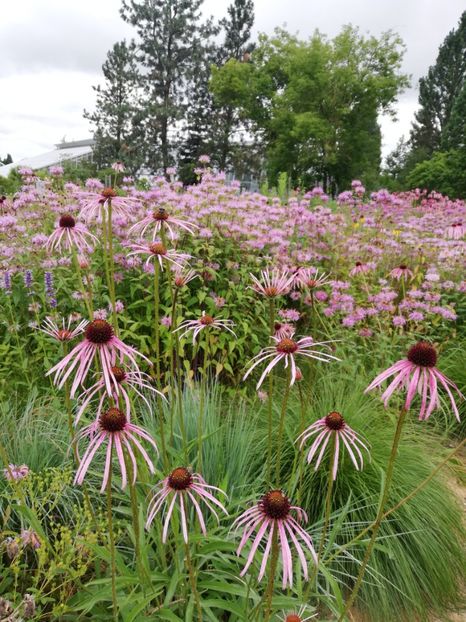 - 2021 Gradina botanica din Bayreuth