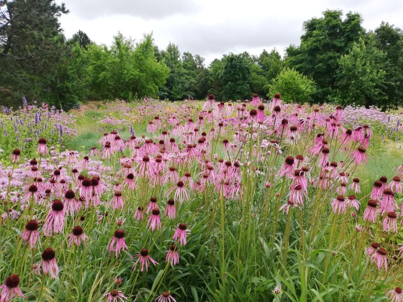  - 2021 Gradina botanica din Bayreuth