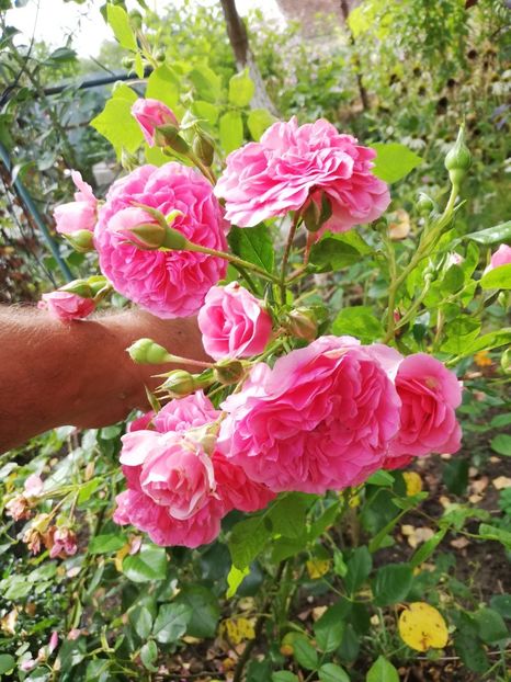 Les quatre saisons - Les quatre saisons